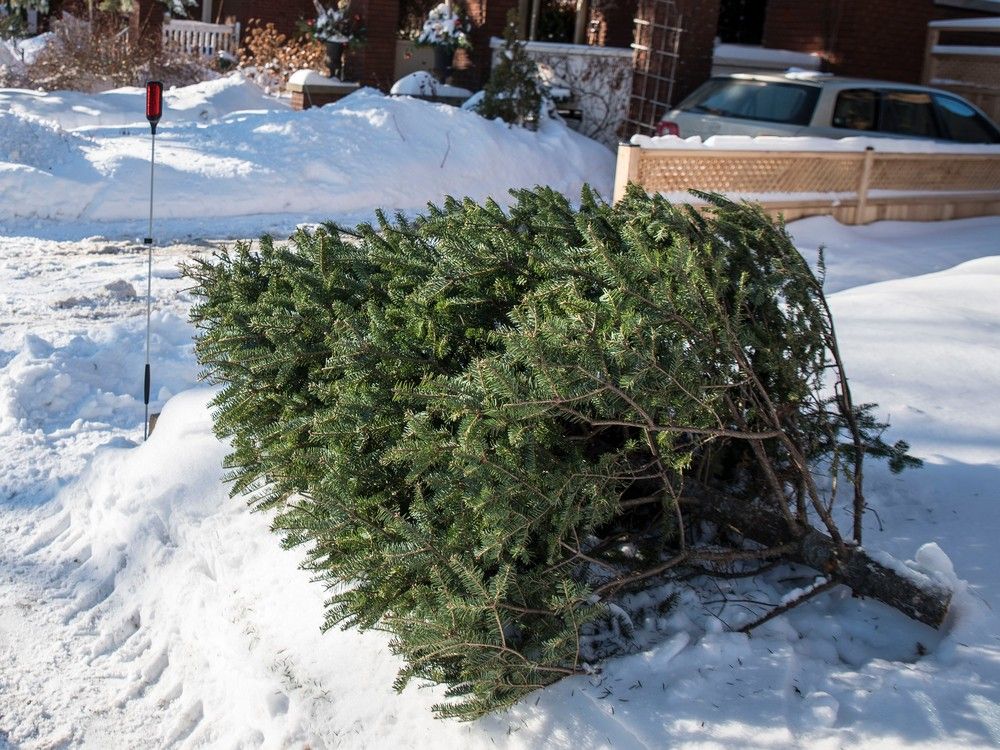 DON'T KICK IT TO THE CURB Your Christmas tree can find a new life at
