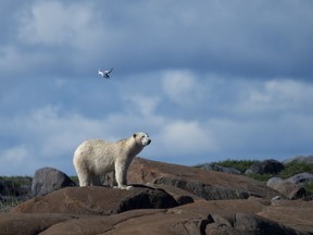 In this file photo taken on Aug. 4, 2022 a polar bear is attacked by an Arctic Tern defending its nest, as it walks on the shoreline to find something to eat, near Churchill, Man.