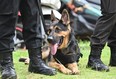 A dog of the K-9 police unit looks on during a security check at the Immanuel church ahead of Christmas eve in Jakarta on December 24, 2022.