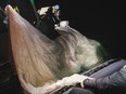 This image provided by the U.S. Navy shows sailors assigned to Explosive Ordnance Disposal Group 2 recovering a high-altitude surveillance balloon off the coast of Myrtle Beach, S.C., Sunday, Feb. 5, 2023.