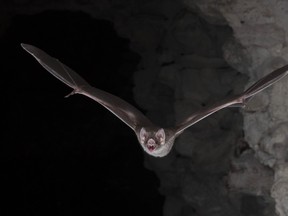 File photo of a bat.