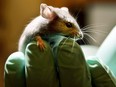 This is a Jan. 24, 2006 file photo of a laboratory mouse as it looks over the gloved hand of a technician at the Jackson Laboratory, in Bar Harbor, Maine.