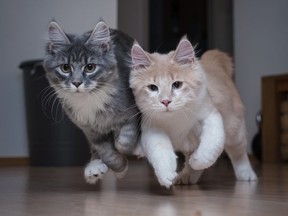 Front view of two playful maine coon kittens running towards camera next to each other.