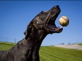 A great Dane catches a baseball in mid air