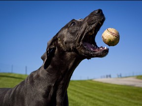 A great Dane catches a baseball in mid air