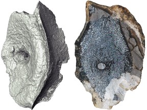 A computed tomography image and cross-section shows the internal bone structure of vertebrae from the earliest-known Ichthyosaur in this undated handout image obtained by Reuters on March 14, 2023.