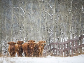Highland cattle graze as snow falls near Cremona, Alta., Oct. 18, 2020.