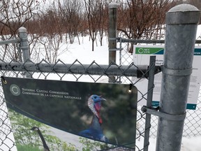 Mud Lake and the Britannia Conservation Area in Ottawa. The National Capital Commission was blocked off walking paths in the area as it tries to trap and relocate aggressive wild turkeys.