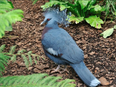 A bird at the Toronto Zoo.