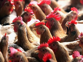 Chickens are seen at a poultry wholesale market on October 24, 2005 in Guangzhou of Guangdong Province, China. (Photo by China Photos/Getty Images)