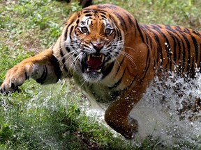 A Bengal tiger in Jalisco state, Mexico on October 5, 2021.