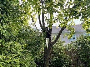 The bear that was roaming in the Centrepointe area Wednesday May 17, and succesfully relocated by first responders.