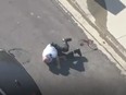 A volunteer police officer falls to the ground after being stung by a swarm of bees in Los Angeles on Monday, May 15, 2023.