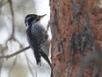 Wildfires can cause forests to become like 'fast food restaurants' for birds like the three-toed woodpecker, which feeds on the grubs of wood-boring beetles.
