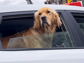 A dog peers out of the rear window of a vehicle