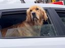 FILES: A dog peers out of the rear window of a vehicle.