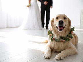 Adorable golden retriever wearing wreath made of beautiful flowers on wedding lying on floor in front of bride and groom.