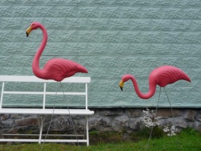 Pink plastic flamingos in front of blue wall
