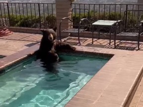 Bear in a backyard Jacuzzi