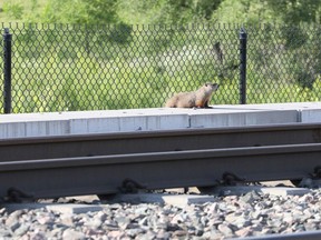 This gopher had the tracks between Pimisi and Bayview stations to himself as Ottawa's LRT system remained shutdown on Tuesday.