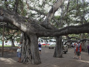 A banyan tree stands along Lahaina town's historic Front Street in February 2018, in Lahaina, Hawaii. The 150-year-old tree was scorched by a devastating wildfire that started Tuesday, Aug. 8, 2023, and tore through the heart of the Hawaiian island of Maui in darkness.