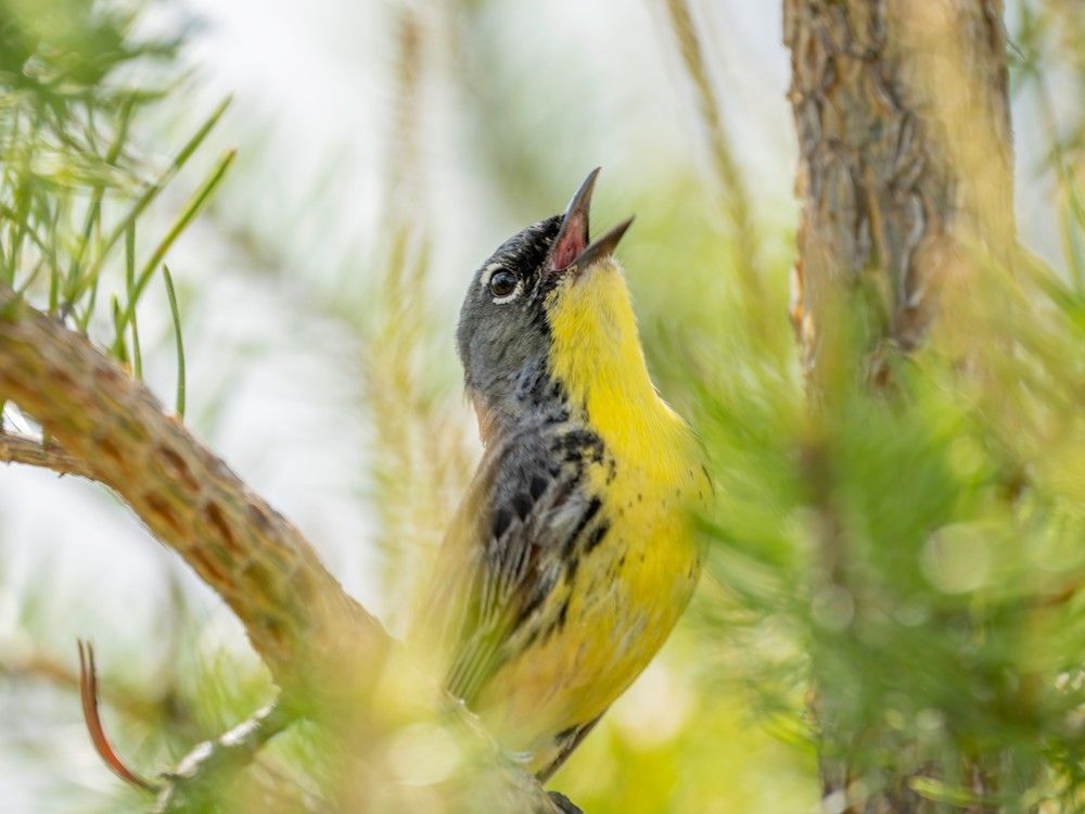 Giving a helping hand to Ontario's rarest bird Ottawa Sun