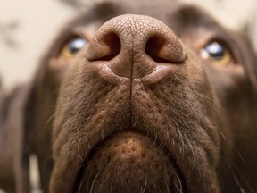 The brown nose of labrador is pictured in a file photo.