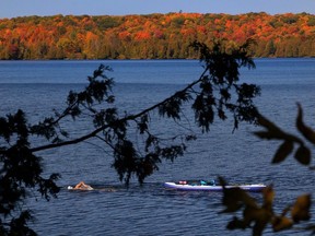 A swimmer tows her paddle board on Meech Lake in Gatineau Park.