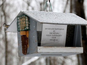 A bird feeder at the NCC's Pine Grove Trail on Davidson Rd, December 11, 2023.