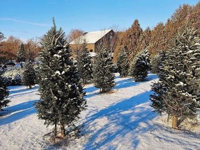 Christmas tree farm at Erin Hills Acres in Erin, Ontario