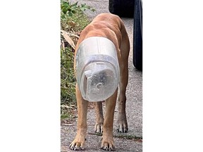 A stray dog in Montgomery County, Tex., became known as Jughead after his encounter with a plastic container. MUST CREDIT: Teri Goodnight