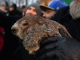 Groundhog Punxsutawney Phil