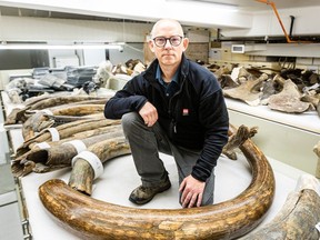University of Alaska Fairbanks researcher Matthew Wooller with mammoth tusks.