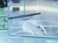 A pre-print study from China says mice infected with a mutant COVID-19 strain had a 100% death rate.