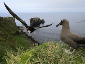 This undated photo shows sooty albatrosses on Marion Island, part of the Port Edwards Islands, a South African territory in the southern Indian Ocean near Antarctica. Mice that were brought by mistake to a remote island near Antarctica 200 years ago are breeding out of control because of climate change, eating seabirds and causing major harm in a special nature reserve with "unique biodiversity." Now conservationists are planning a mass extermination using helicopters and hundreds of tons of rodent poison.