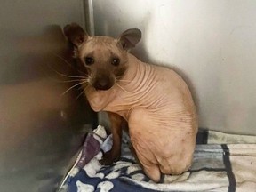 A raccoon with alopecia that causes hair loss is shown in this recent handout photo posted on Facebook. The Hope For Wildlife animal rescue centre in Seaforth, N.S., posted this picture of Rufus the hairless racoon to its Facebook page on Wednesday.