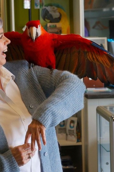 Judy Tennant, owner of Parrot Partners Canada, poses for a photo with KoKo Red, a Scarlet Macaw, in Carleton Place Friday.