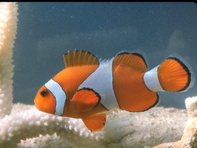A file photo of a clown fish swimming near coral