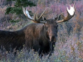 File photo: A moose stands amid vegetation in Alaska.
