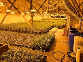 OPP seized a large crop of illegal marijuana in the Pembroke area