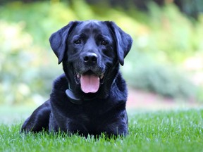 YOU SAID IT: Dog owners beware YOU SAID IT: Dog owners beware