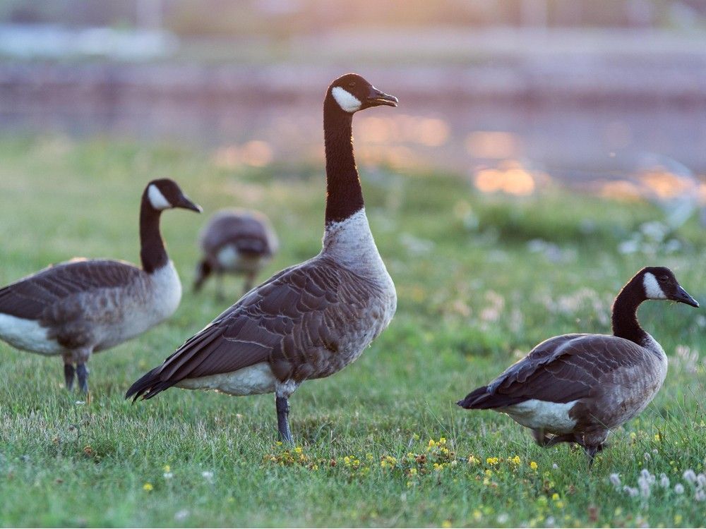 YOU SAID IT What kind of geese Ottawa Sun