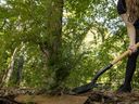 A man plants a hemlock tree.