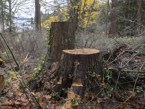Tree stumps in a forest.