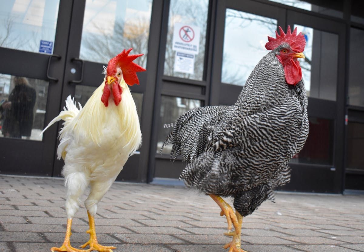 CBRM bans urban roosters | PNI Atlantic News