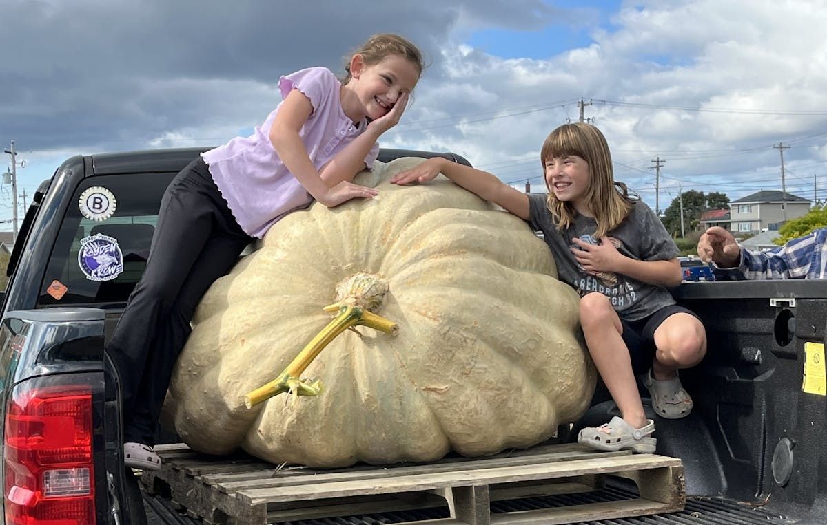 Clark's Harbour pumpkin weigh-in held where 1,260-pounder tips the