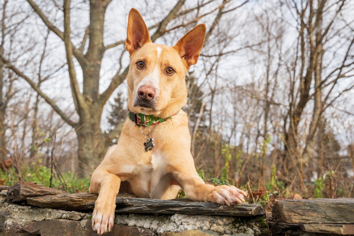 Rescue Dogs Portrait Photography - Fundraising good Photobook - From Lost to Loved