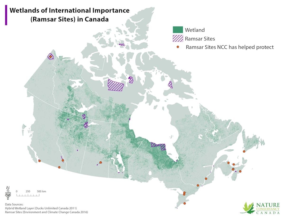 Wetland Conservation – Paul Keddy, Ph.D.