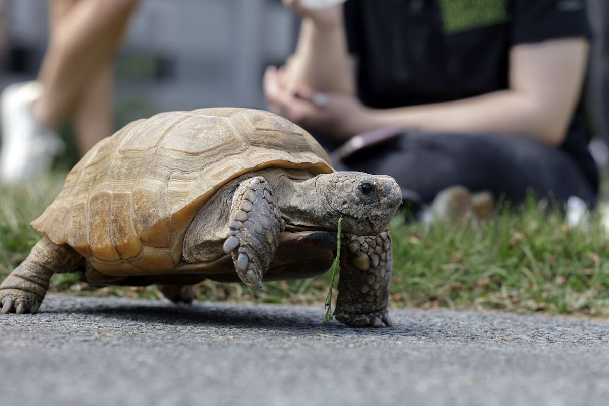 August 12, 2022--Gus, the Museum of Natural History's Gopher Tortoise turned 100 Friday. Gus was born in Florida living at the Ross Allen Reptile Institute in Silver Springs. In 1942, Don Crowdis, Director of the Nova Scotia Provincial Museum, purchased Gus for five dollars. Crowdis brought Gus back to Nova Scotia to livea the museum and he quickly became part of the draw at the museum. To celebrate his birthday, Gus was given lettuce leaves and.berries to munch on. But he wasn't having any of that as he decided to walk around as children and their parents watched on the lawn of the museum. ERIC WYNNE/Chronicle Herald
