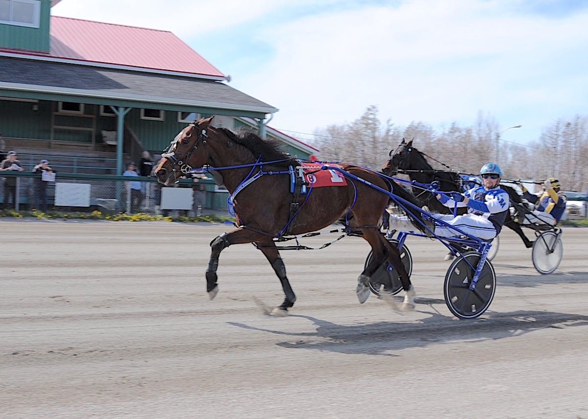 HARNESS RACING: David Lloyd George tops at Northside Downs | PNI ...